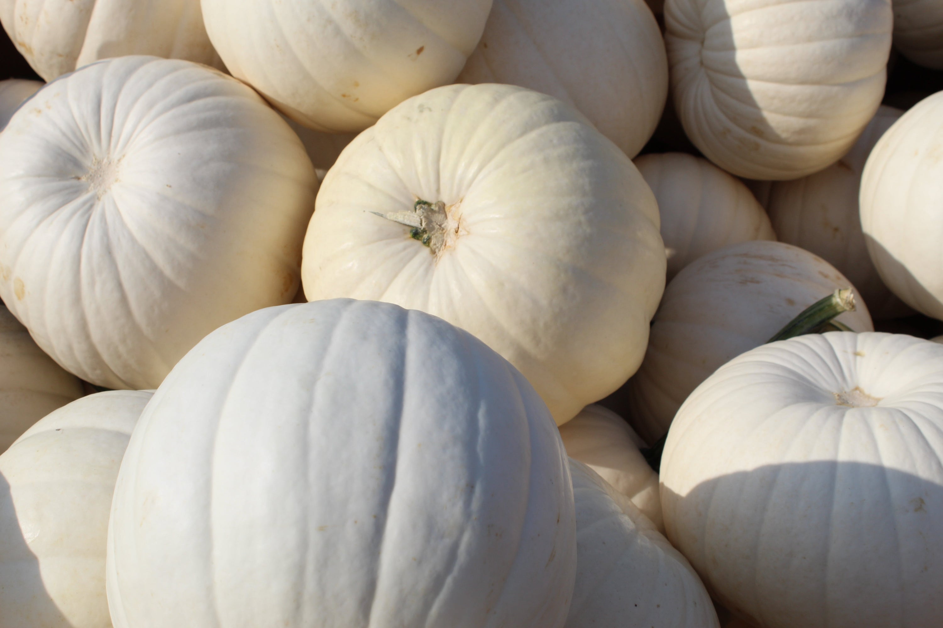 🎃 Halloween Tips for Little Ones